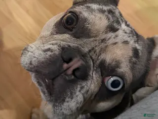 French Bulldog dogs French Bulldog Puppy 2 - Ad 15