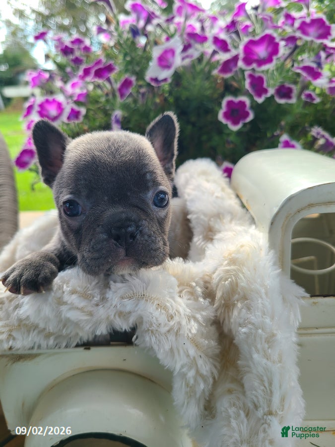 Frenchton dogs Maggie - Ad 1