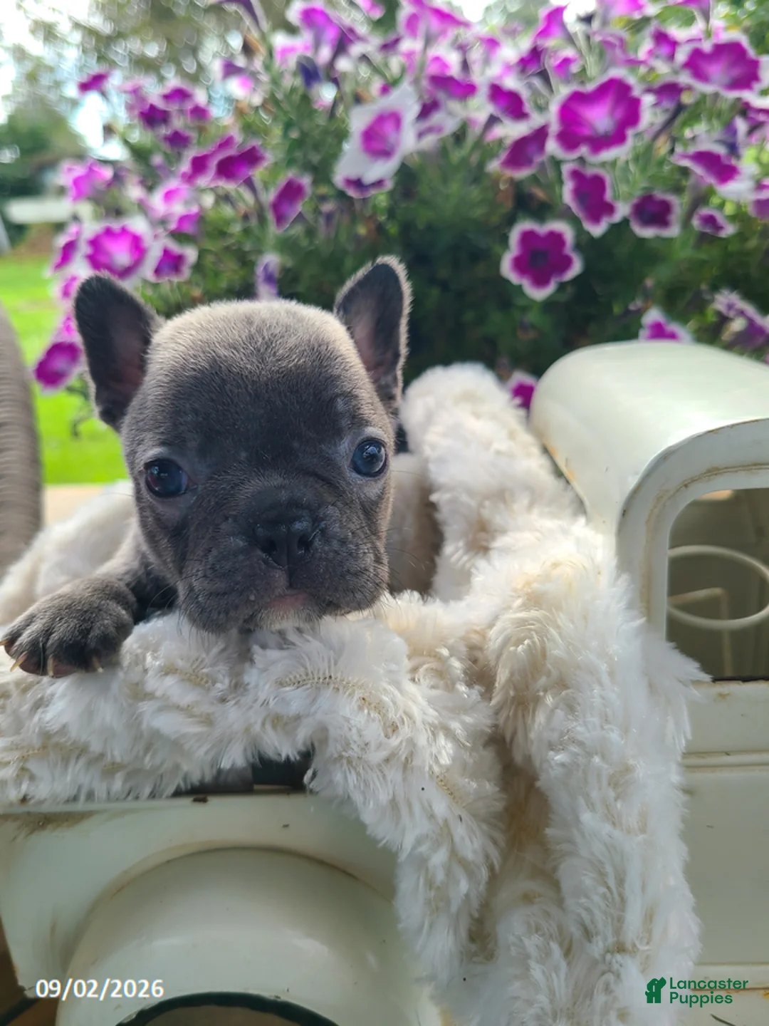 Frenchton dogs for sale: Maggie - Ad 1