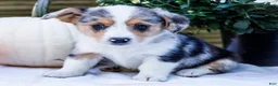 Mixed Breed dogs for sale: Rocky - Ad 4