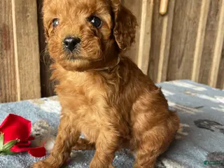 Cavapoo dogs Lincoln - Ad 5