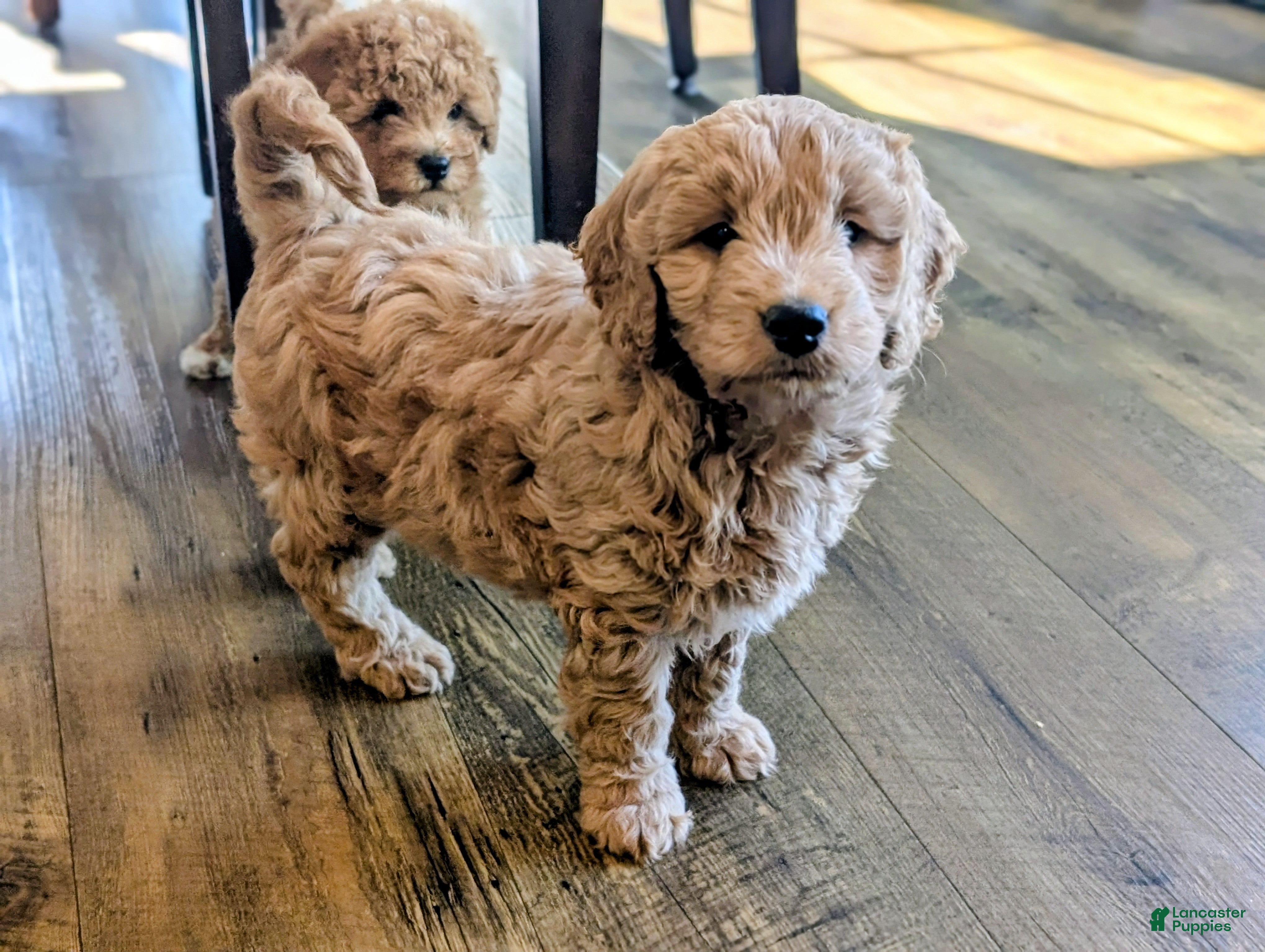 Mini Goldendoodle dogs Captain - Ad 2