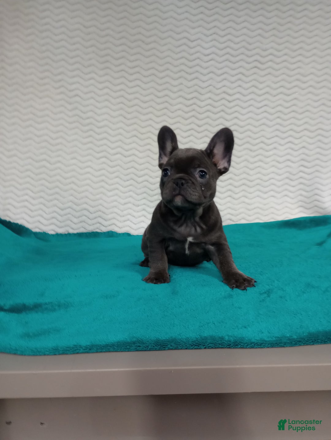 French Bulldog dogs for sale: Hazel  - Ad 5
