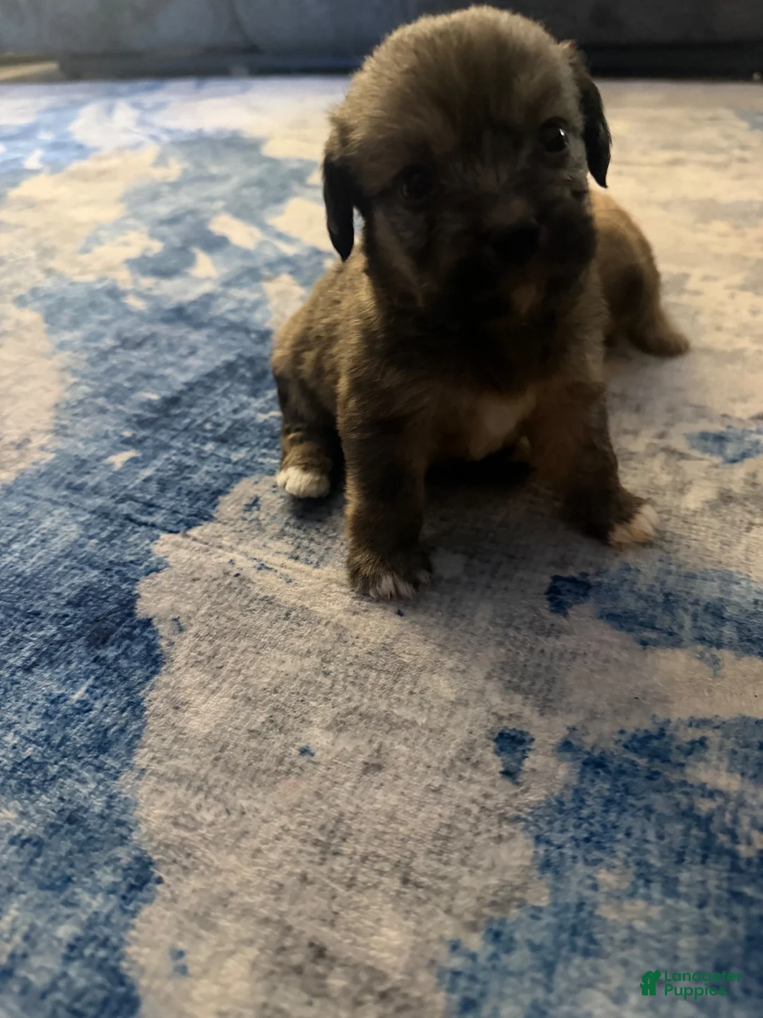 Mixed Breed dogs for sale: Mixed Breed 7 - Ad 1