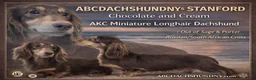 Miniature Dachshund dogs for sale: AKC Russian Carry’s Cream, PRA clear - Ad 8