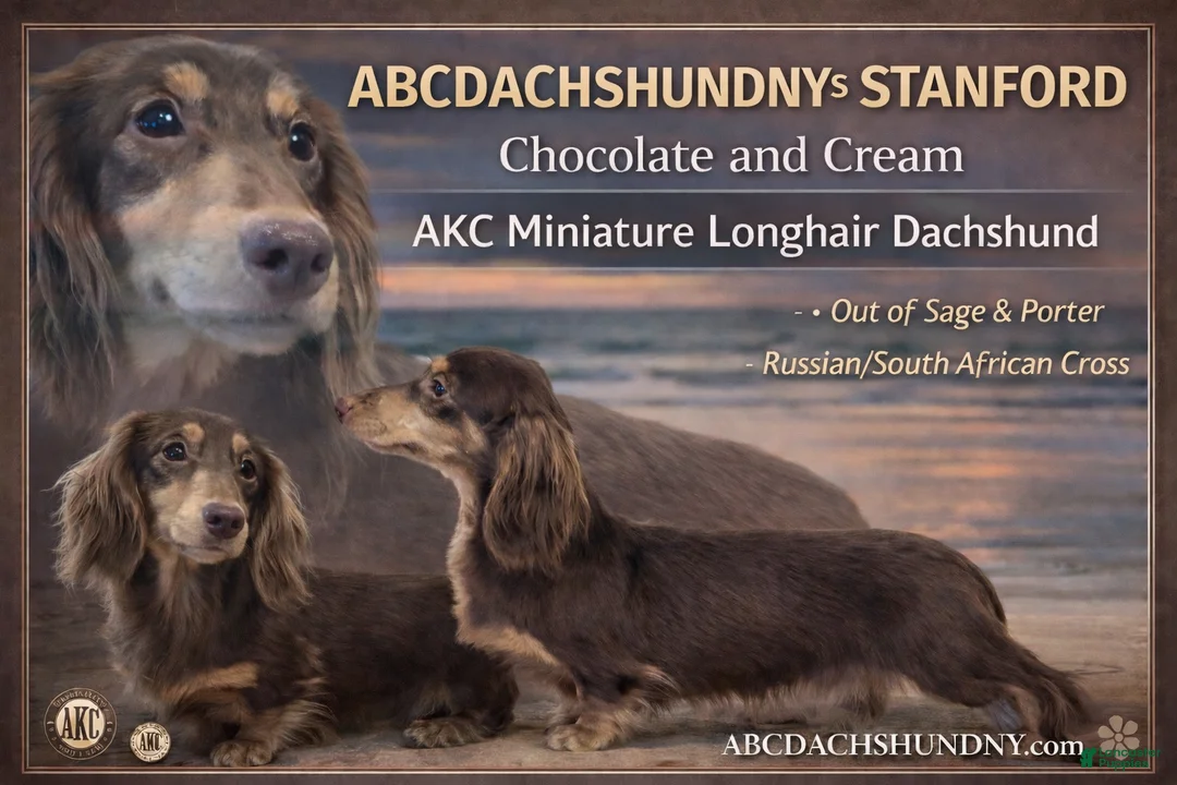 Miniature Dachshund dogs for sale: AKC Russian Carry’s Cream, PRA clear - Ad 8