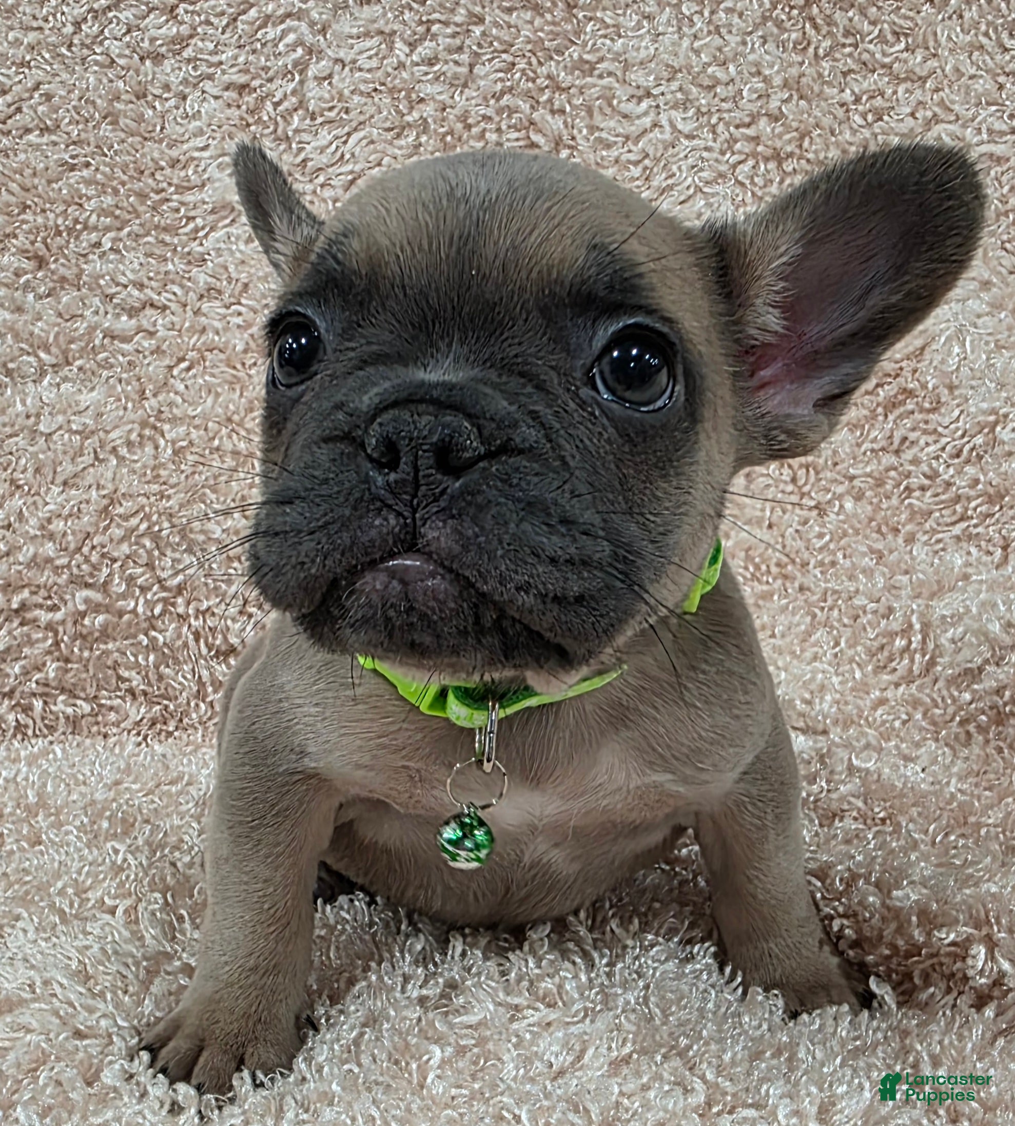 French Bulldog dogs French Bulldog Puppy 2 - Ad 35