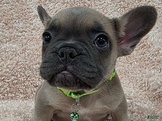 French Bulldog dogs French Bulldog Puppy 2 - Ad 7