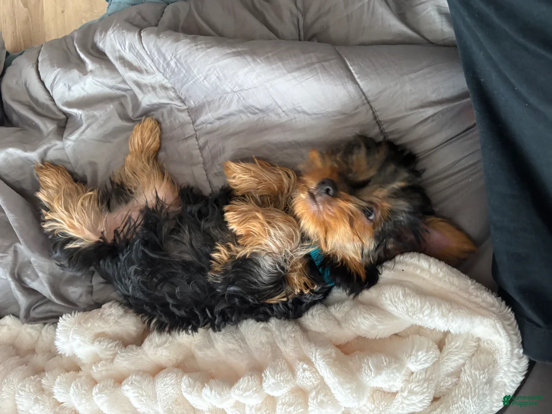 Yorkshire Terrier dogs for sale: Yorkshire Terrier Puppy 1 - Ad 8