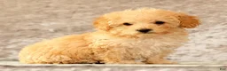 Yorkiepoo dogs for sale: Lincoln - Ad 7