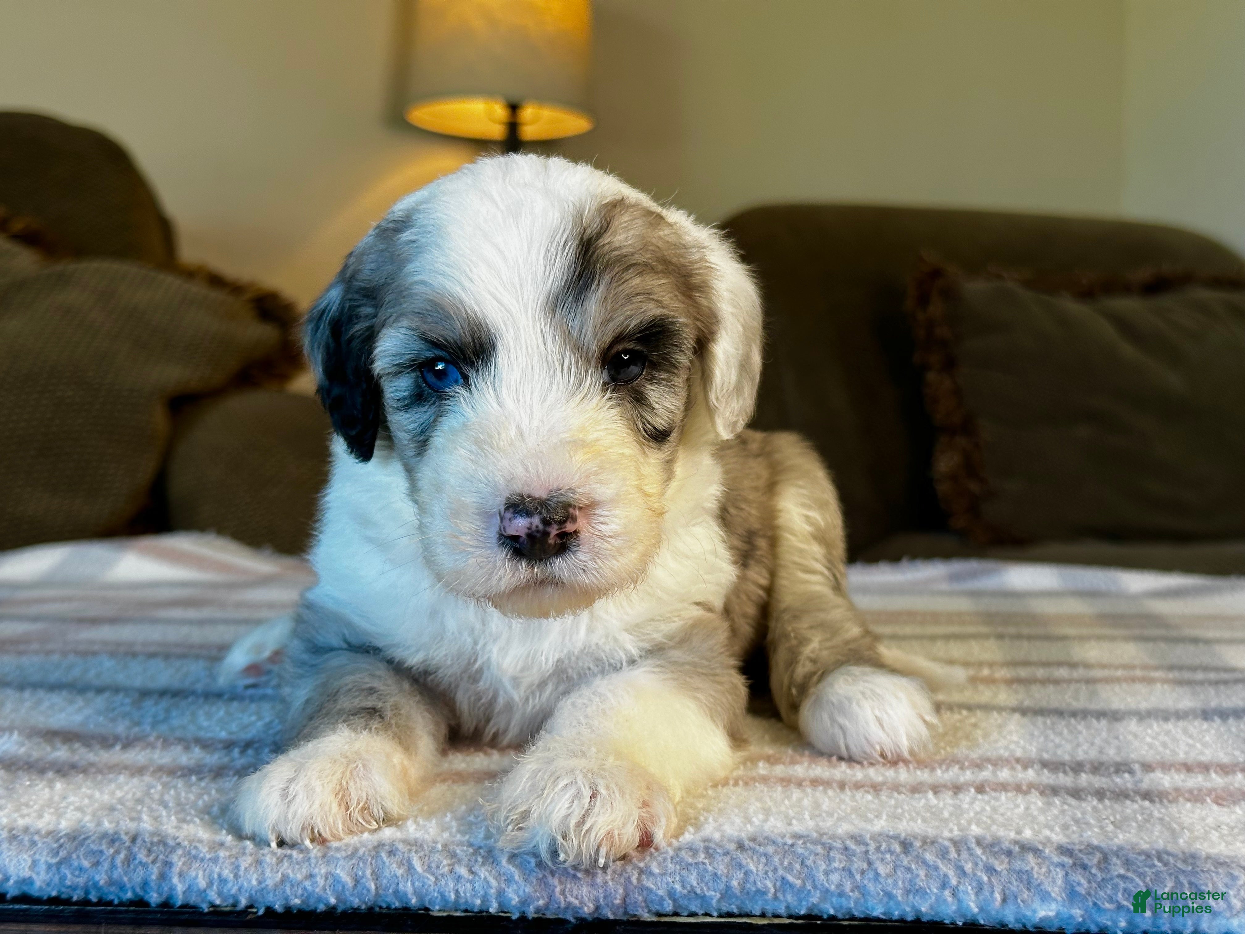 Sheepadoodle dogs Merle Male 1 - Ad 1