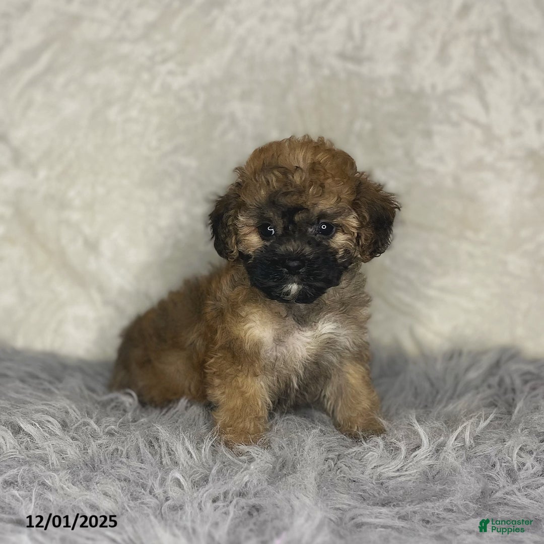 Shihpoo dogs for sale: Emma - Ad 2
