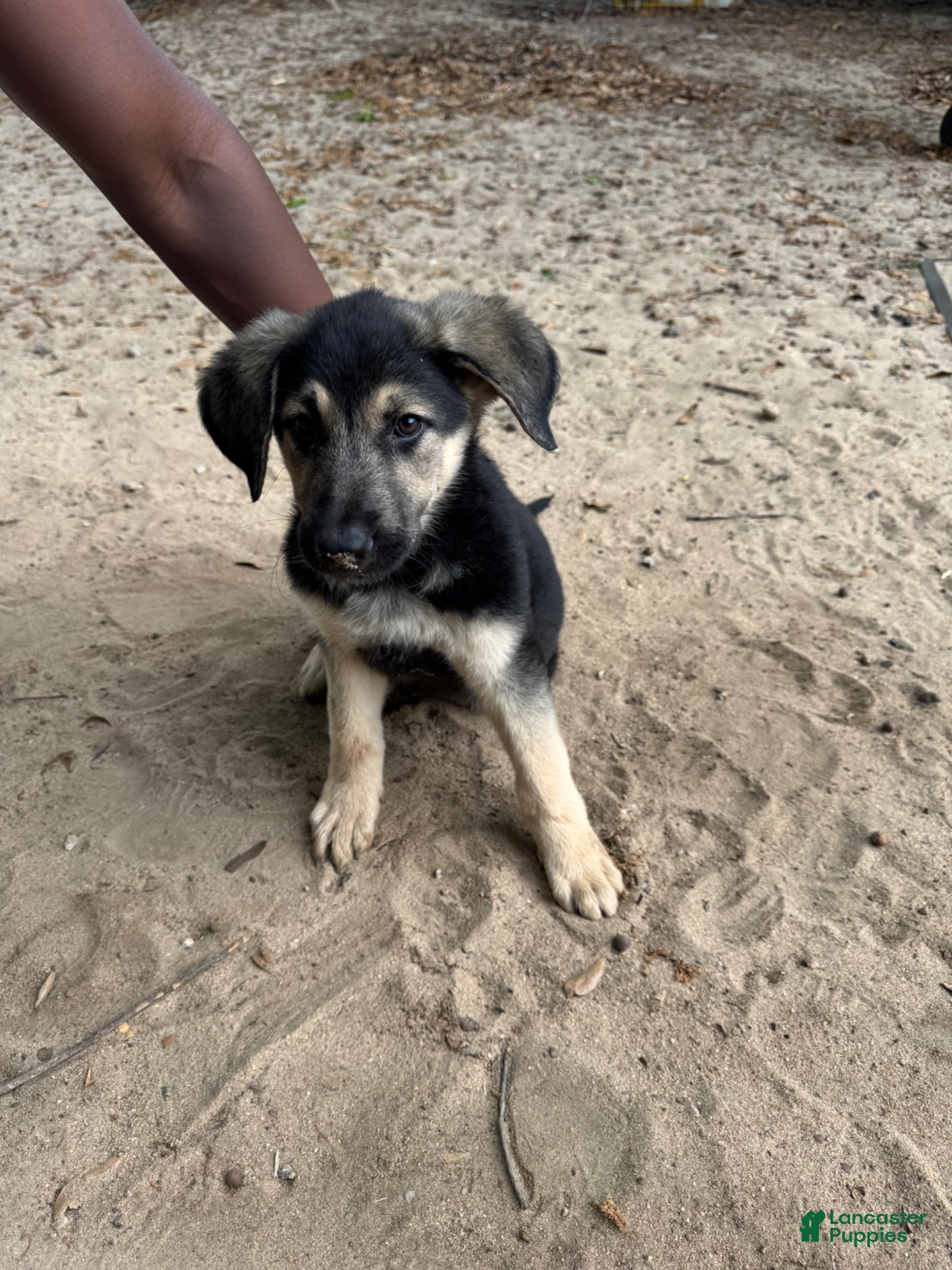 Mixed Breed dogs Chloë - Ad 35