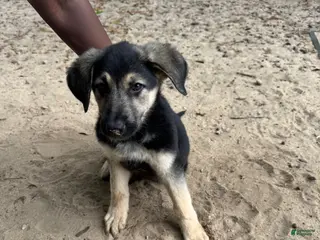 Mixed Breed dogs Chloë - Ad 38