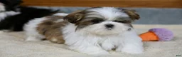 Shih Tzu dogs for sale: Wylee - Ad 8