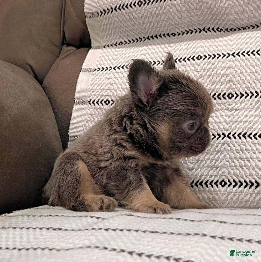 French Bulldog dogs for sale: Bobby - Ad 5