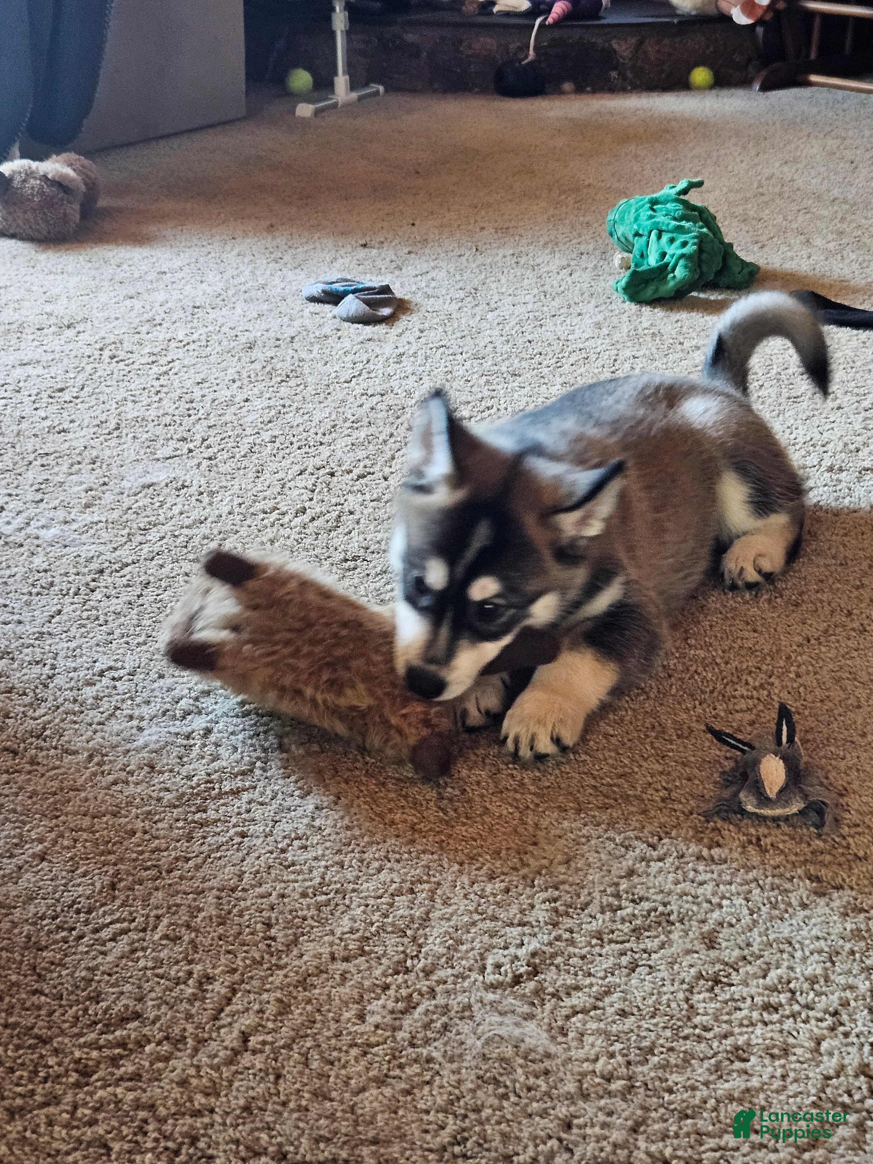 Gerberian Shepsky dogs Jackpot - Ad 2