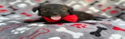 Aussiedoodle dogs for sale: Duce - Ad 7