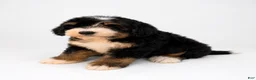 Mini Bernedoodle dogs for sale: Mini Bernedoodle 1 - Ad 3