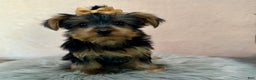 Yorkshire Terrier dogs for sale: Hallie - Ad 34