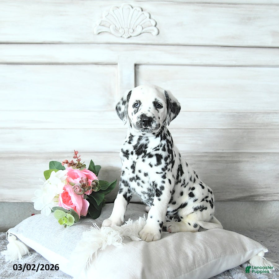 Dalmatian dogs Jewel - Ad 1