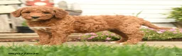 Goldendoodle dogs for sale: Reeses - Ad 2