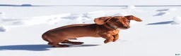 Dachshund dogs for sale: Harley - Ad 8