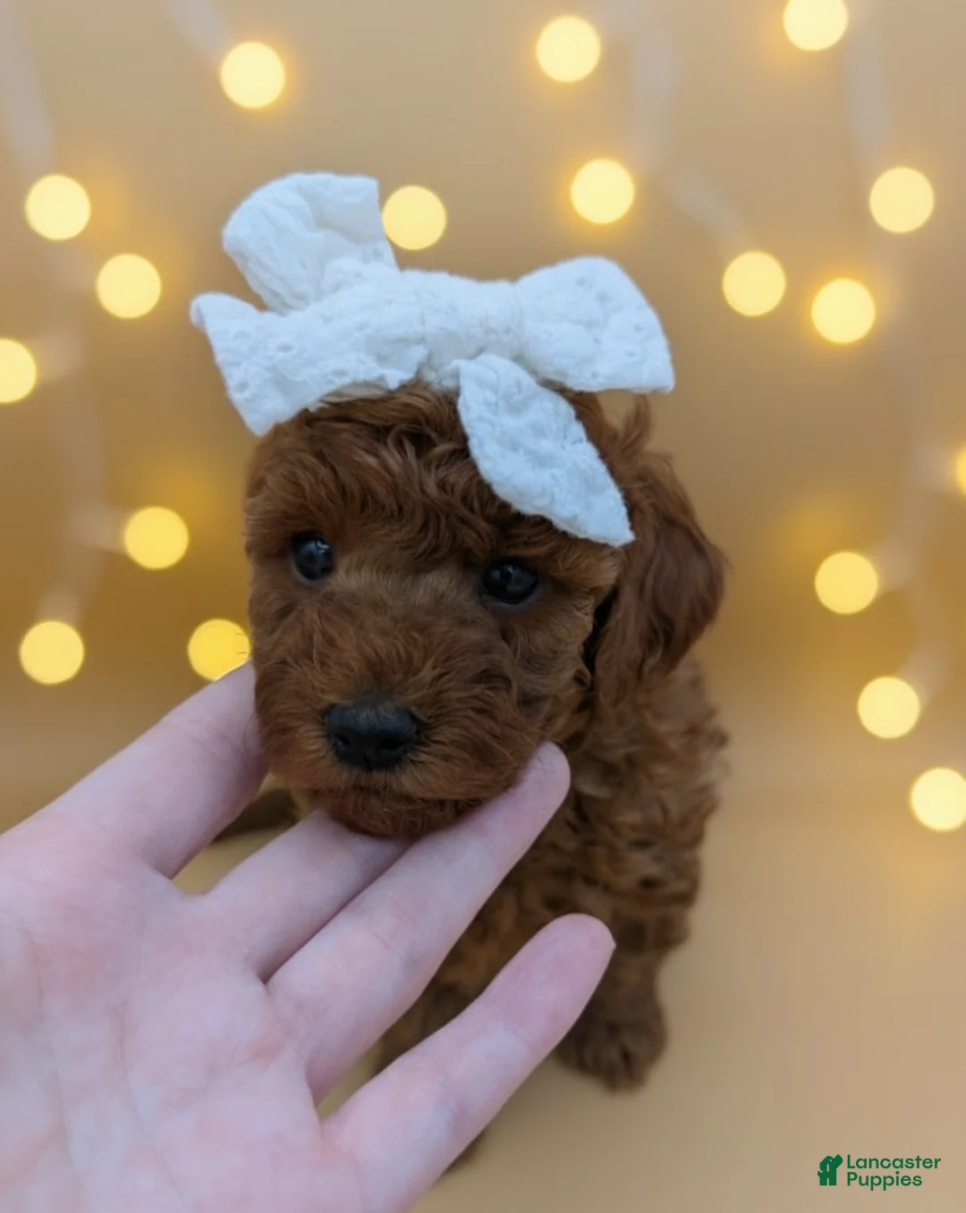 Toy Poodle dogs for sale: Olivia 🤍 - Ad 14