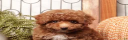 Toy Poodle dogs for sale: Acorn - Teacup Poodle  - Ad 2
