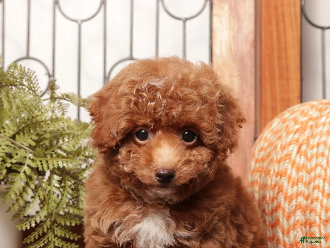 Toy Poodle dogs for sale: Acorn - Teacup Poodle  - Ad 2
