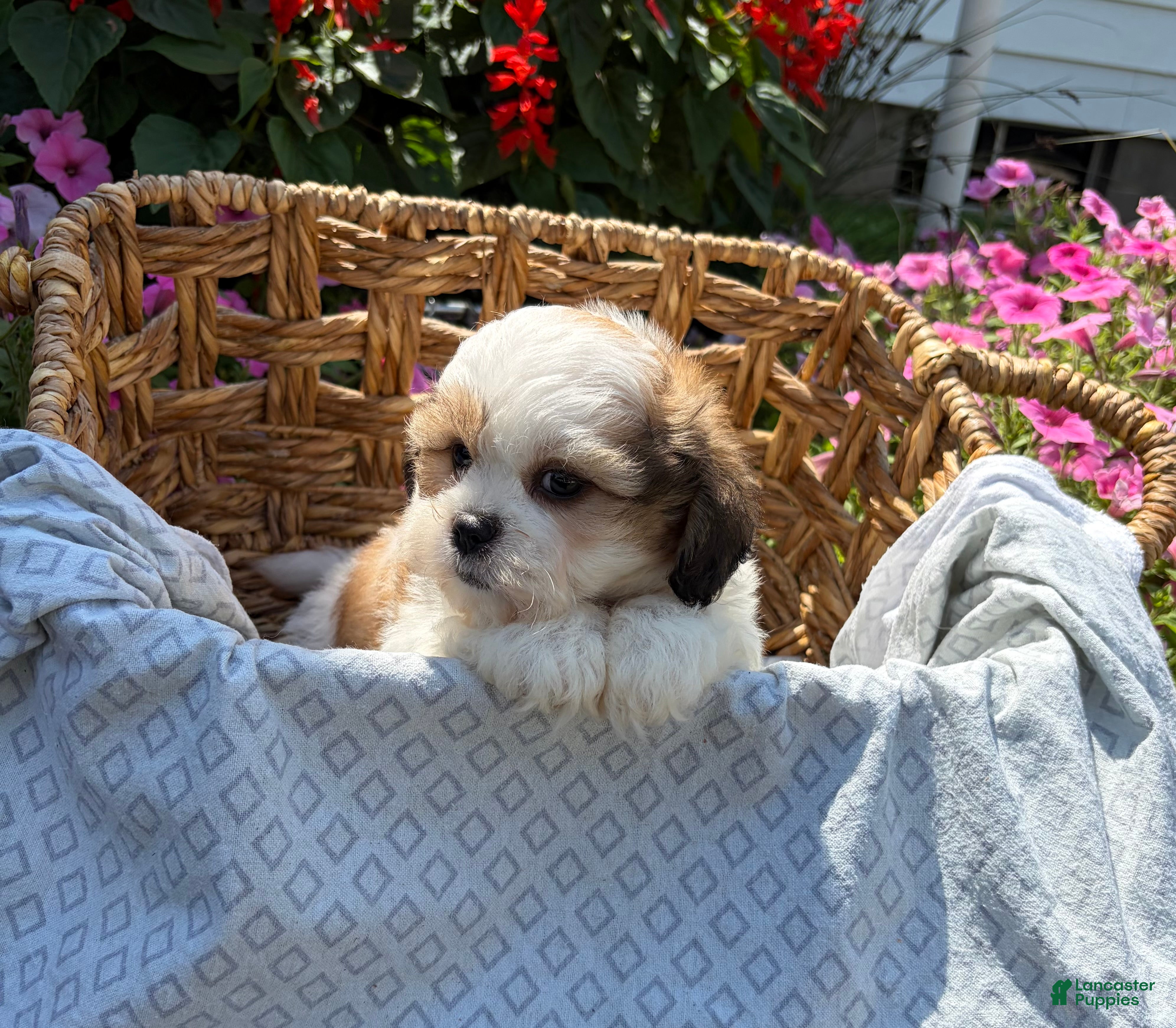 Teddy Bear dogs Haven - Ad 2