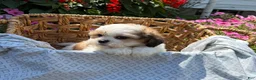 Teddy Bear dogs for sale: Haven - Ad 2