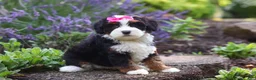 Mini Bernedoodle dogs for sale: Juniper - Ad 8