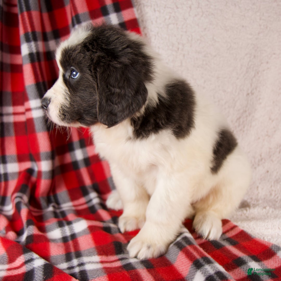 Newfoundland dogs for sale: Faith - Ad 5