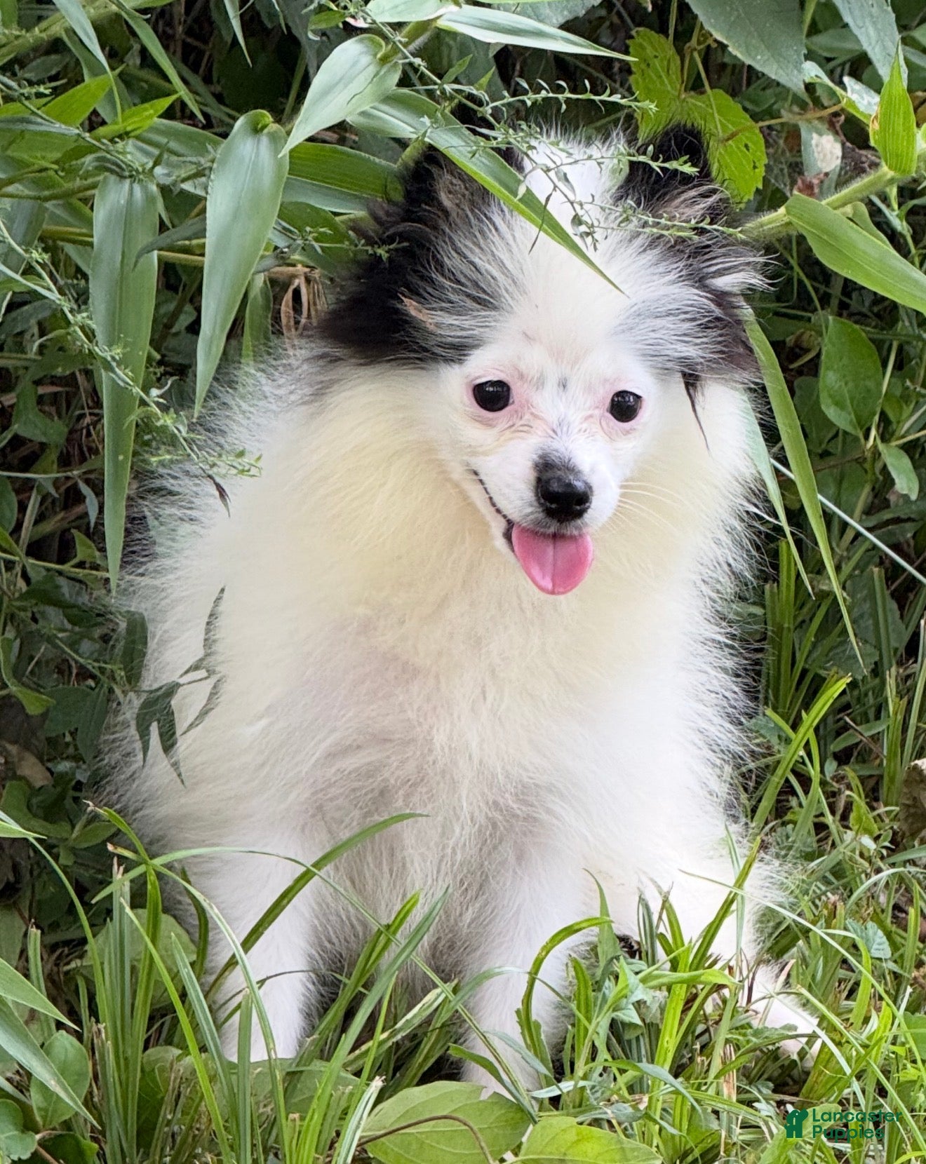 Pomsky dogs Tilly  - Ad 1