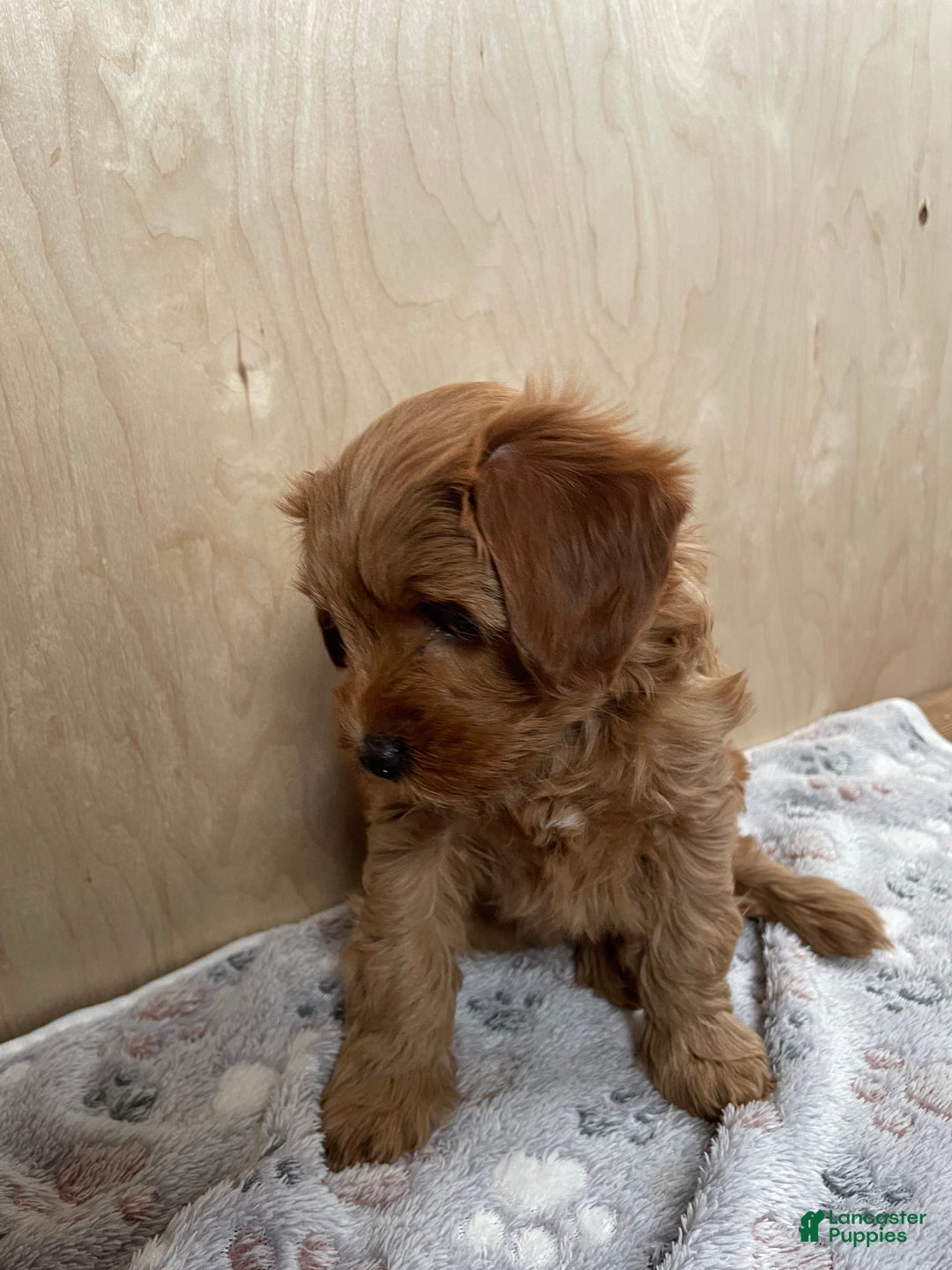 Cavapoo dogs for sale: Sparkle - Ad 2