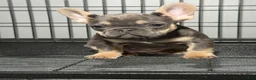 French Bulldog dogs for sale: Blue and tan - Ad 3