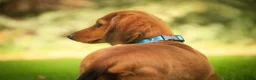 Miniature Dachshund dogs for sale: Asher Miniature Dachshund - Ad 10