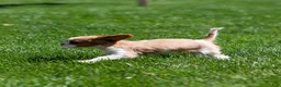 Cavalier King Charles Spaniel dogs for sale: Allen Cavalier King Charles Spaniel Puppy  - Ad 4
