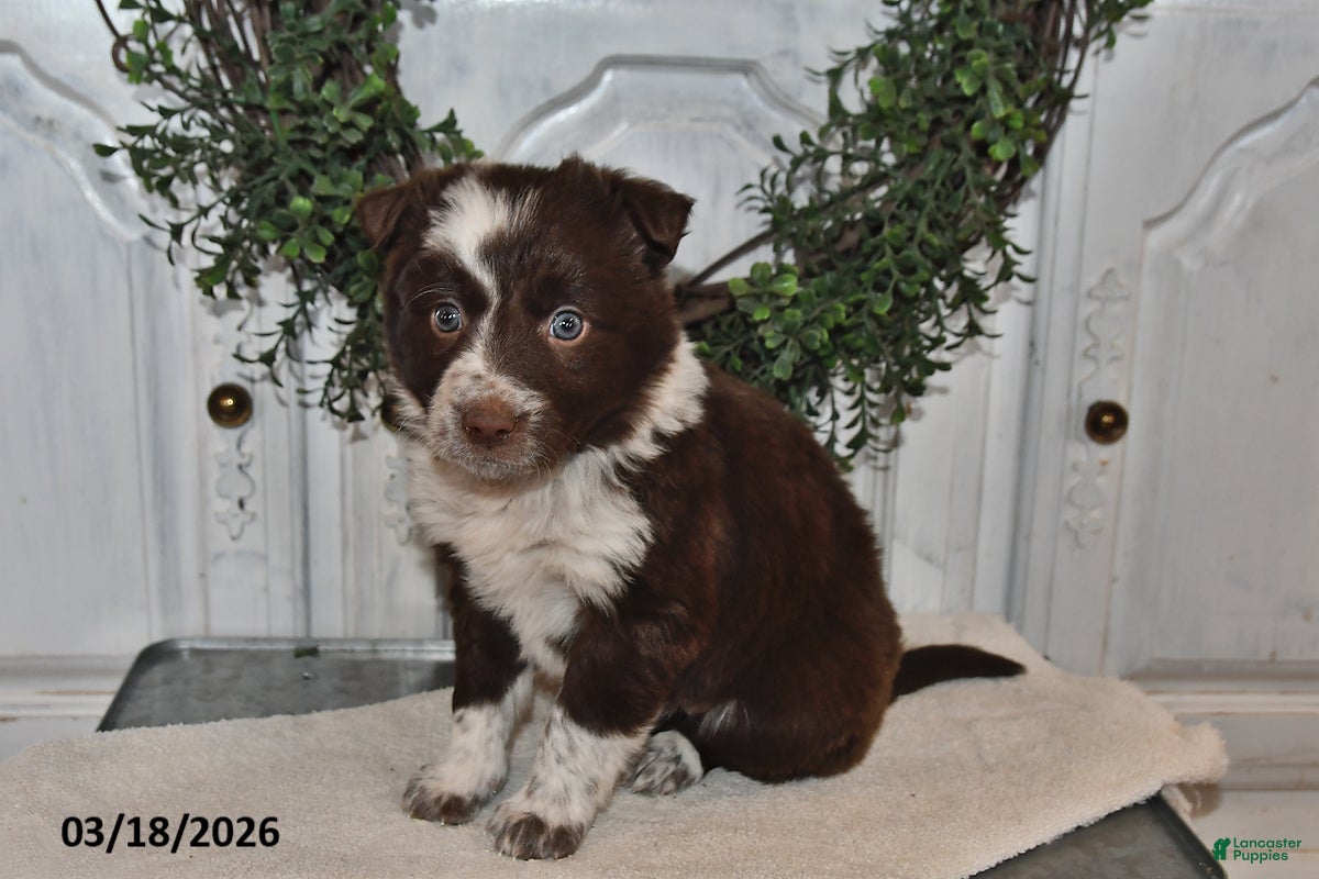 Mixed Breed dogs Bailey - Ad 2