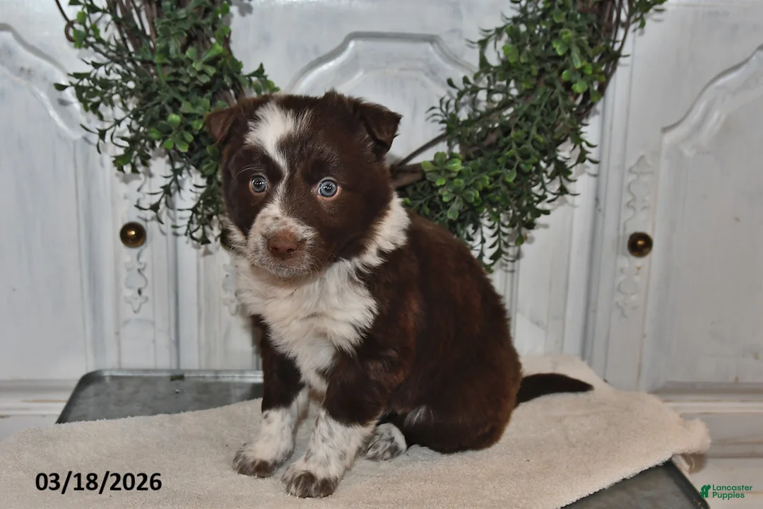Mixed Breed dogs for sale: Bailey - Ad 2