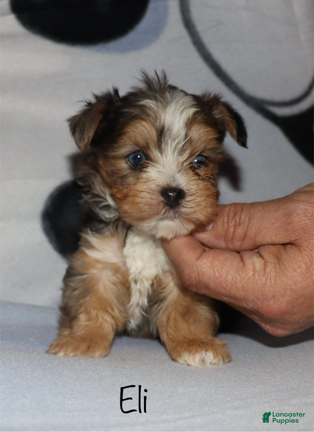 Yorkshire Terrier dogs for sale: Eli - merle parti - Ad 1