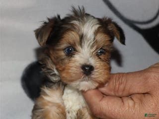 Yorkshire Terrier dogs Eli - merle parti - Ad 28