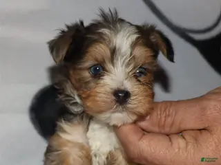 Yorkshire Terrier dogs Eli - merle parti - Ad 17