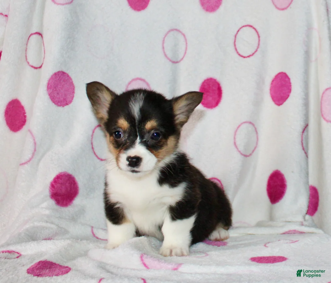 Welsh Corgi Pembroke dogs for sale: Kristy  - Ad 1