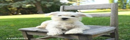 Schnoodle dogs for sale: Everett - Ad 7