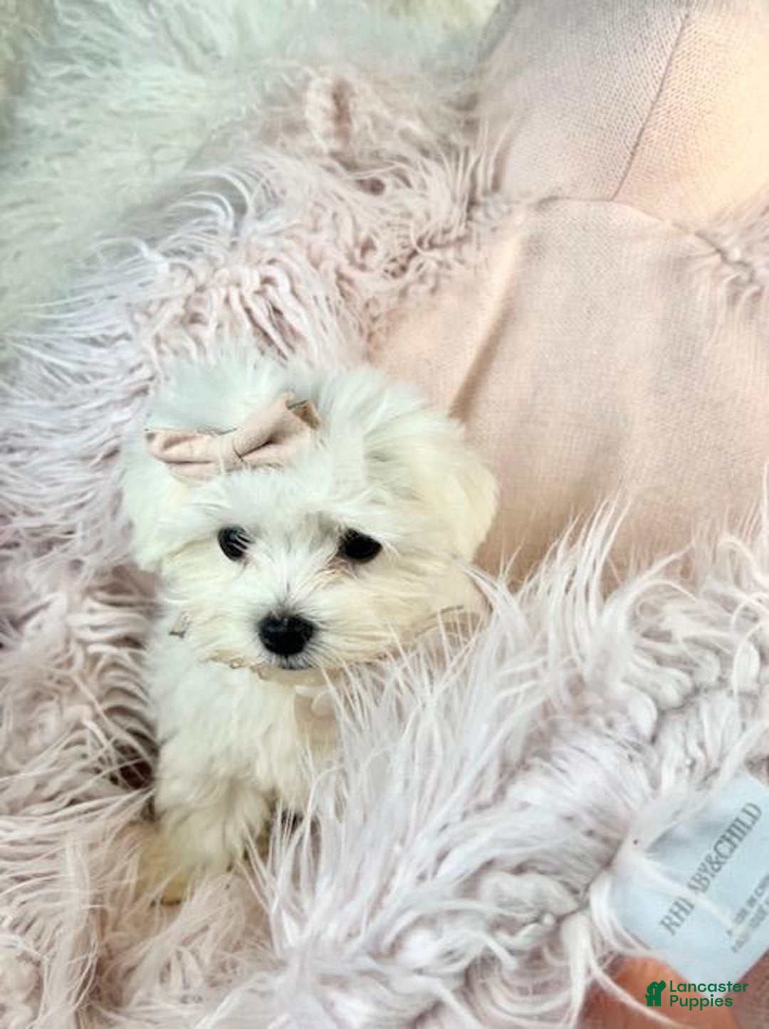 Maltese dogs for sale: Maltese Puppy 1 - Ad 2