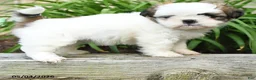Shih Tzu dogs for sale: Harmony - Ad 4