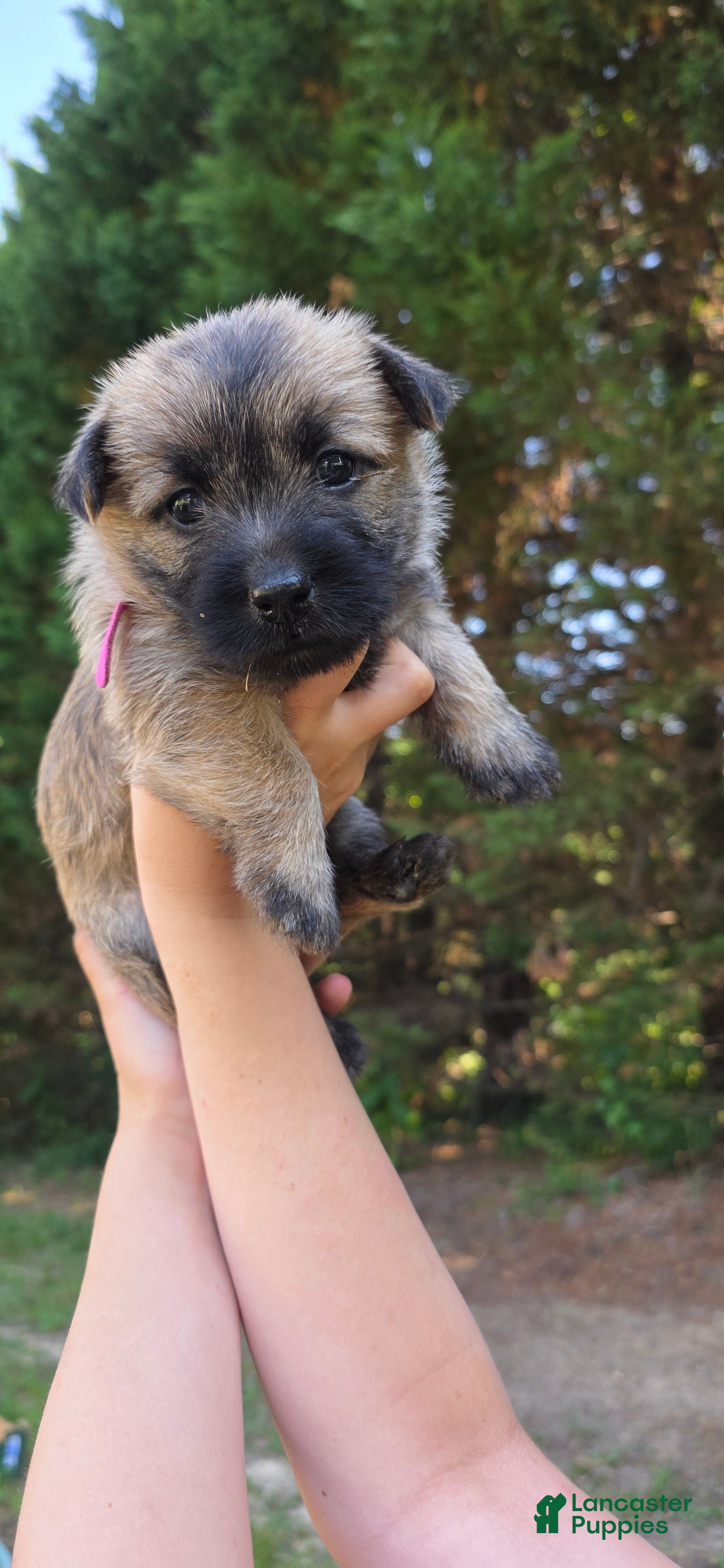 Cairn Terrier dogs Magnolia - Ad 1