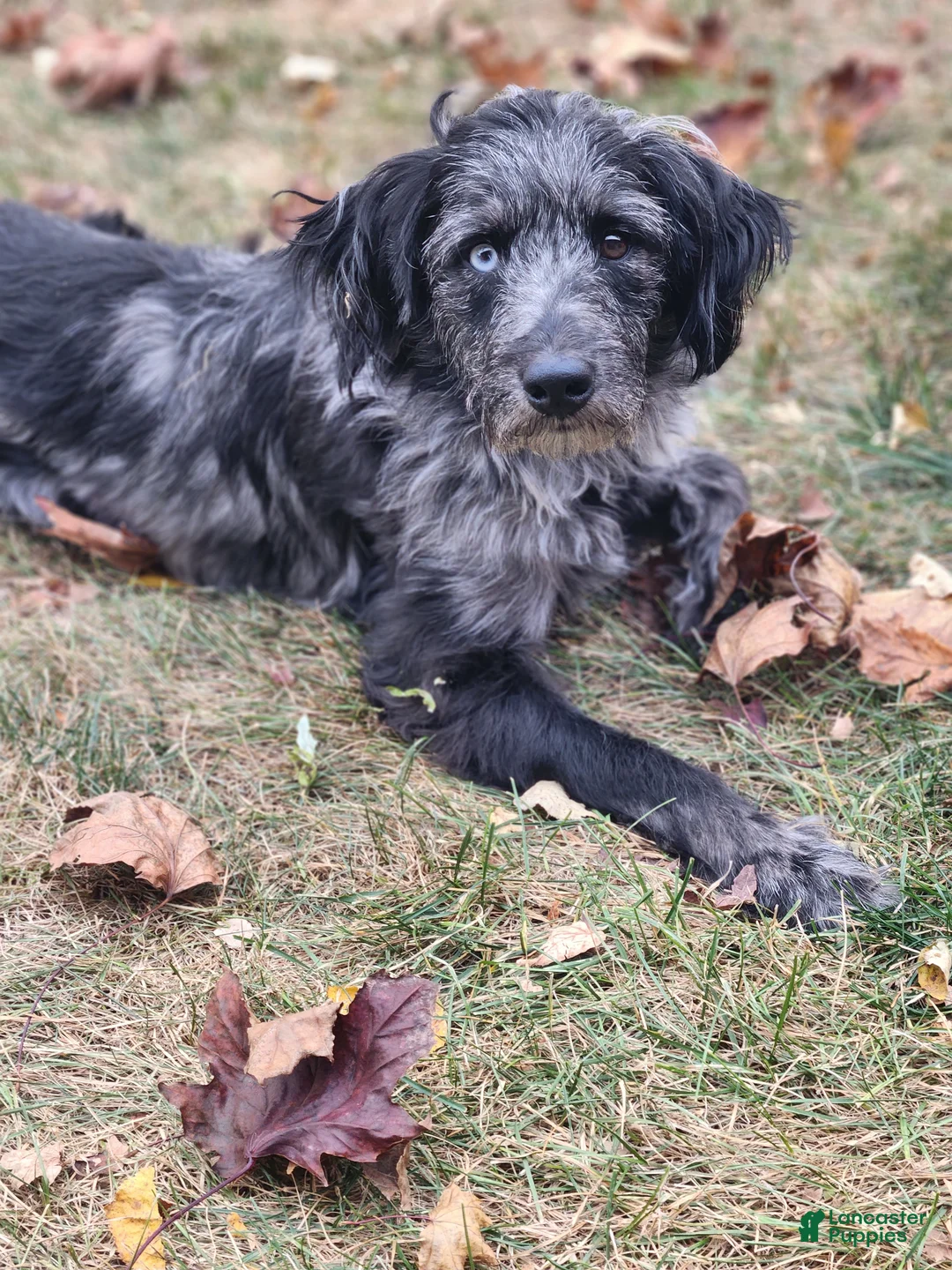 Mixed Breed dogs for sale: Bandit - Ad 5